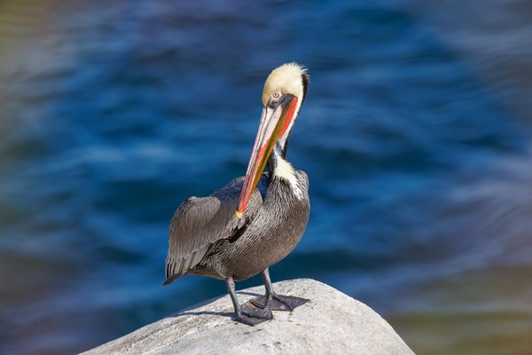 Brown Pelican