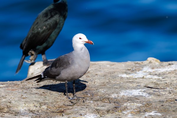 Heermann's Gull