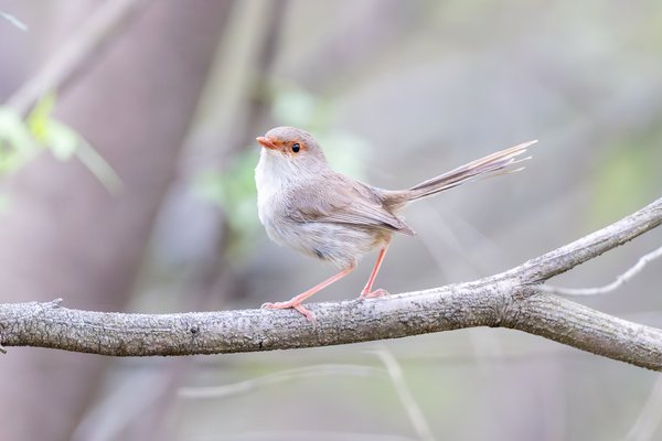 Superb Fairywren