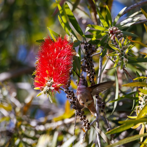Allen's Hummingbird