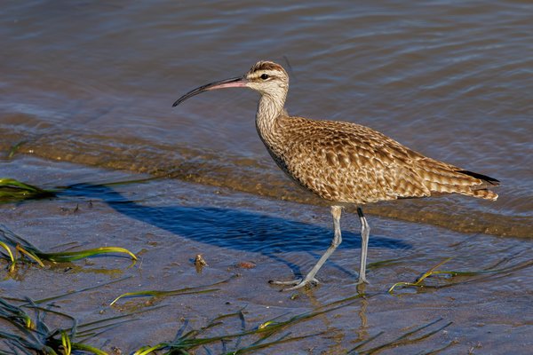 Hudsonian Whimbrel