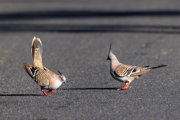 Pigeons & Doves