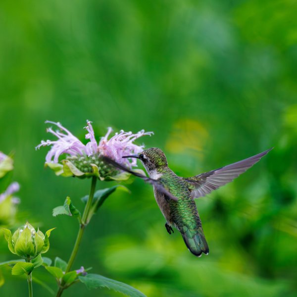 Ruby-throated Hummingbird
