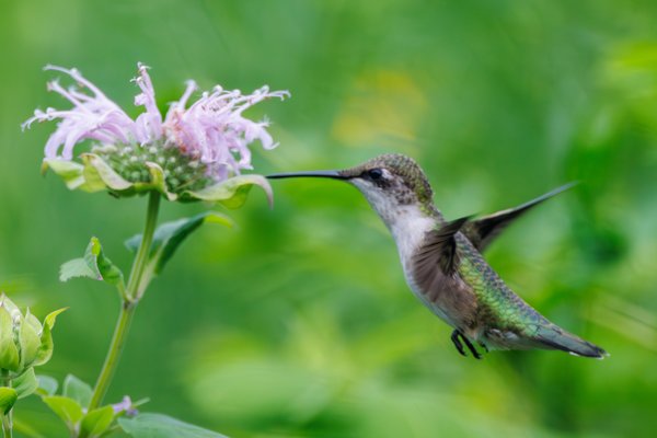 Ruby-throated Hummingbird