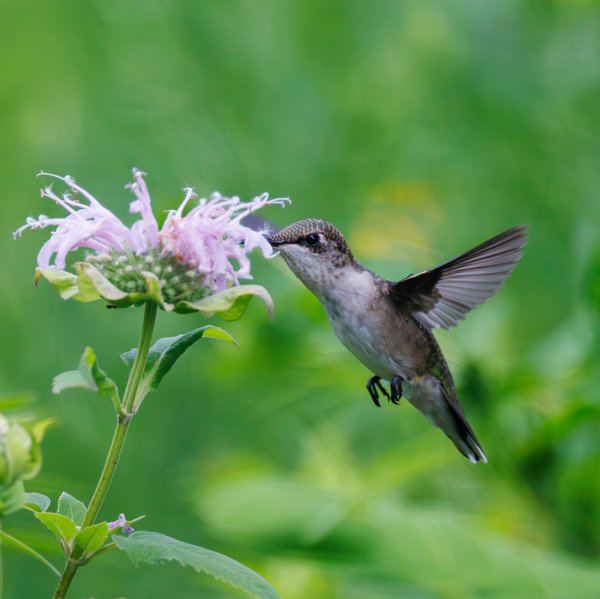 Ruby-throated Hummingbird