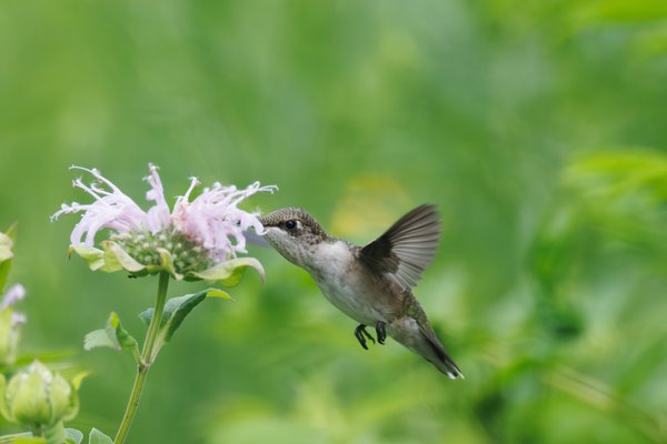 Ruby-throated Hummingbird