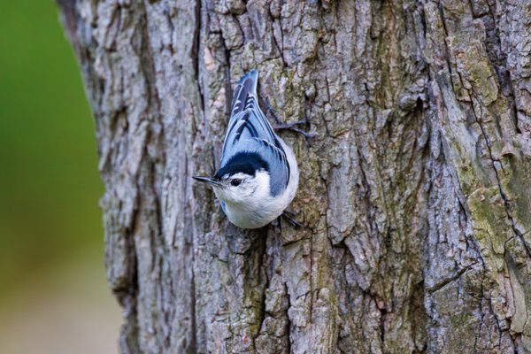 White-breasted Nuthatch