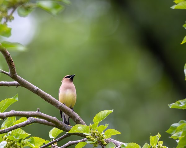 Cedar Waxwing