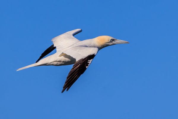Northern Gannet