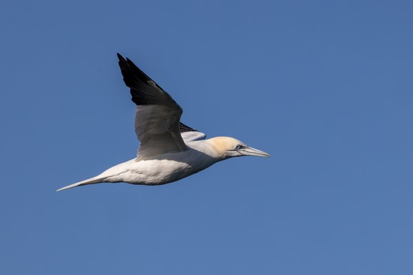 Northern Gannet