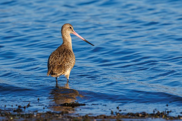 Marbled Godwit