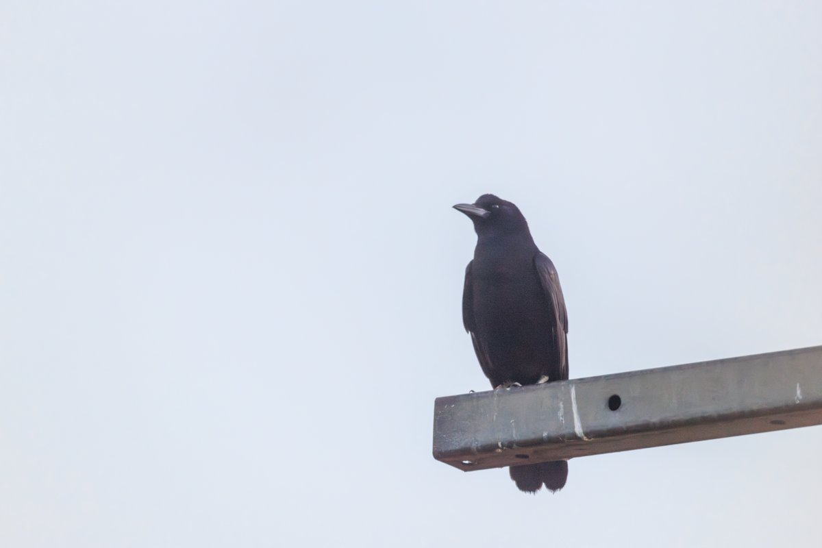 Carrion Crow