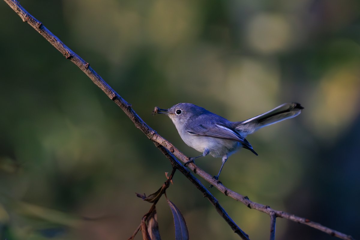 Blue-gray Gnatcatcher