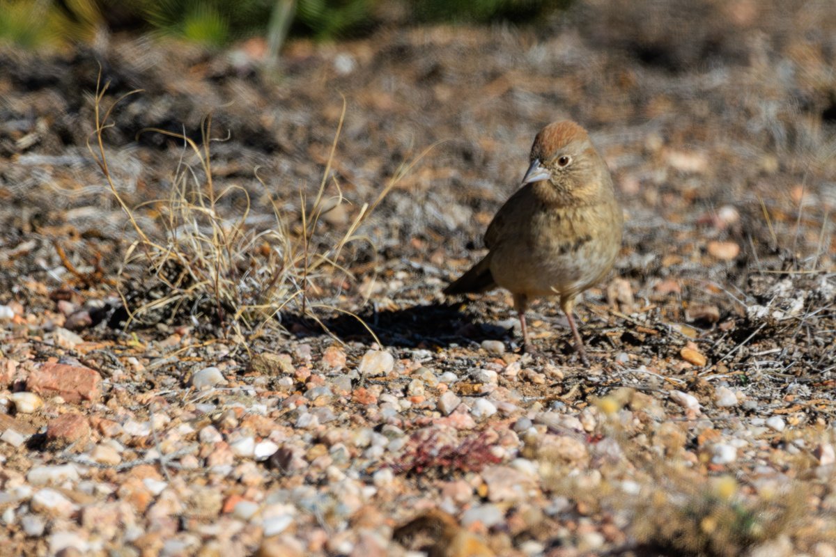 Canyon Towhee