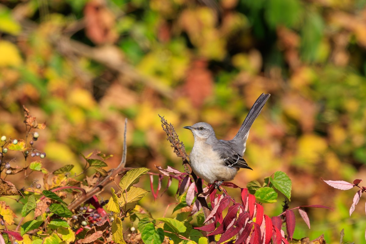 Northern Mockingbird