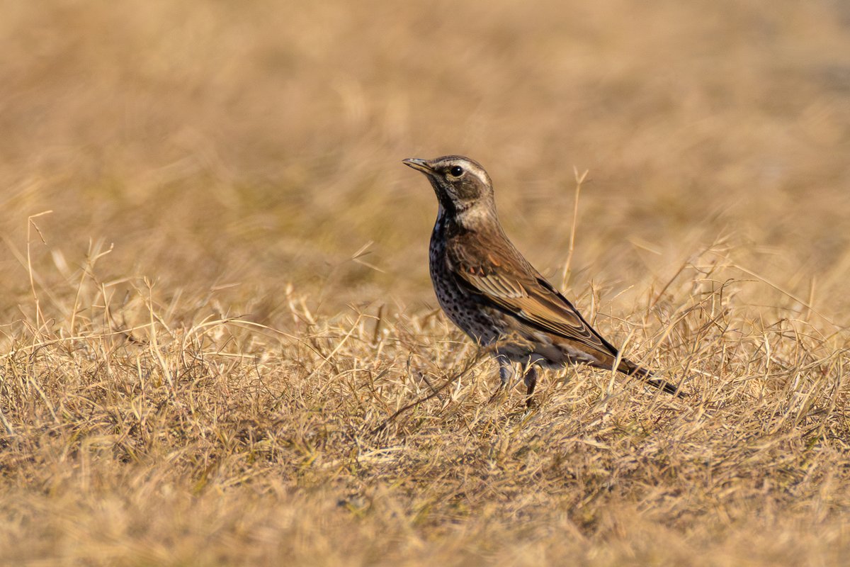 Dusky Thrush