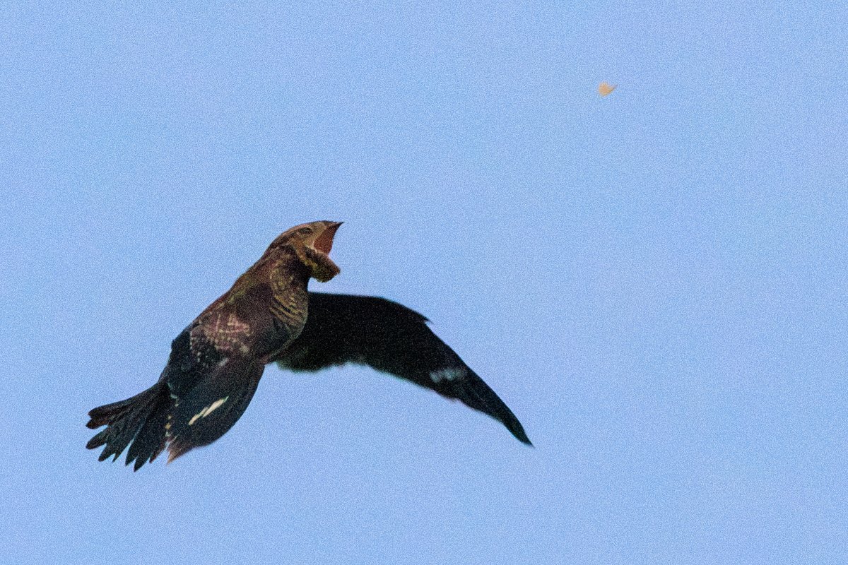 Common Nighthawk