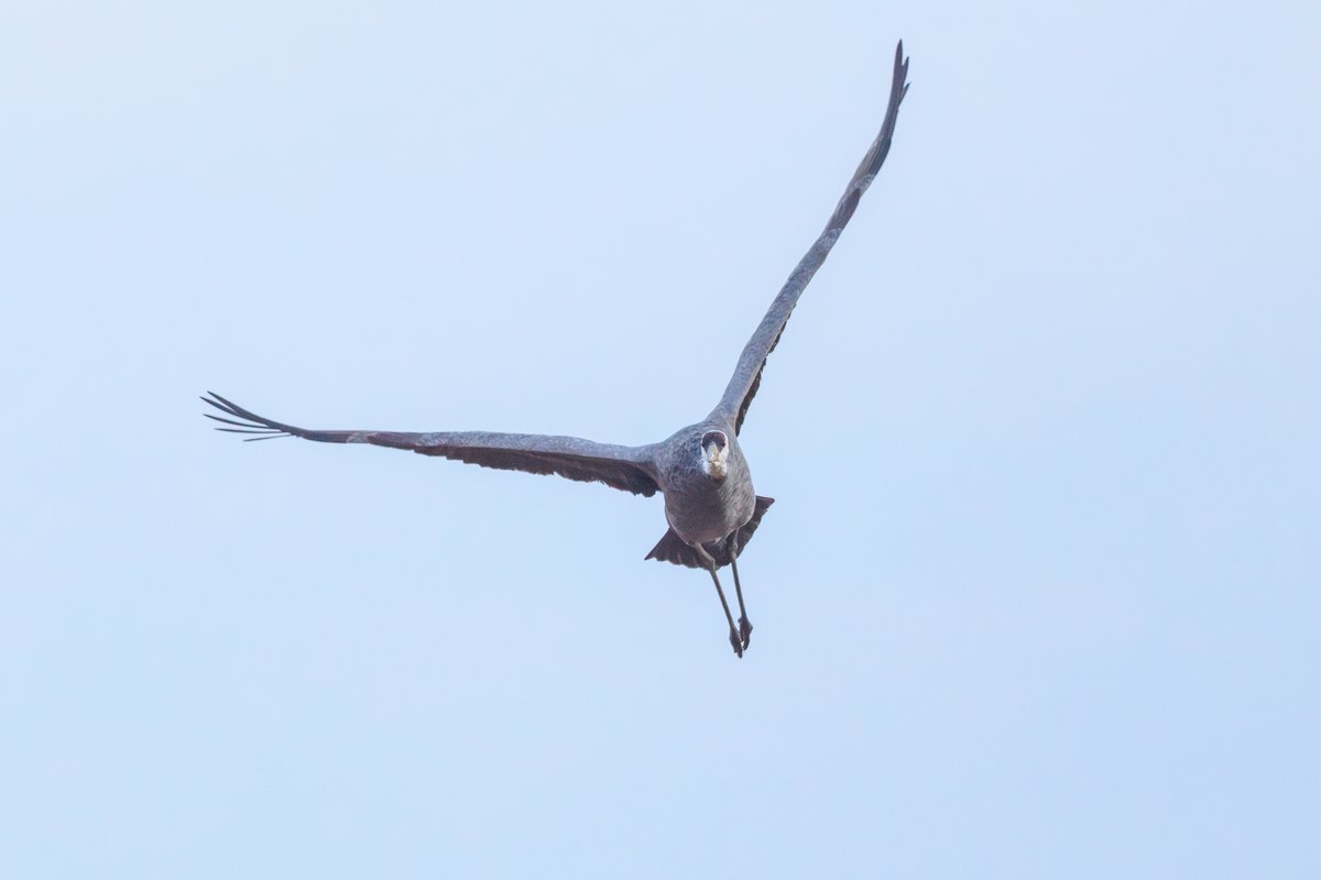 Sandhill Crane