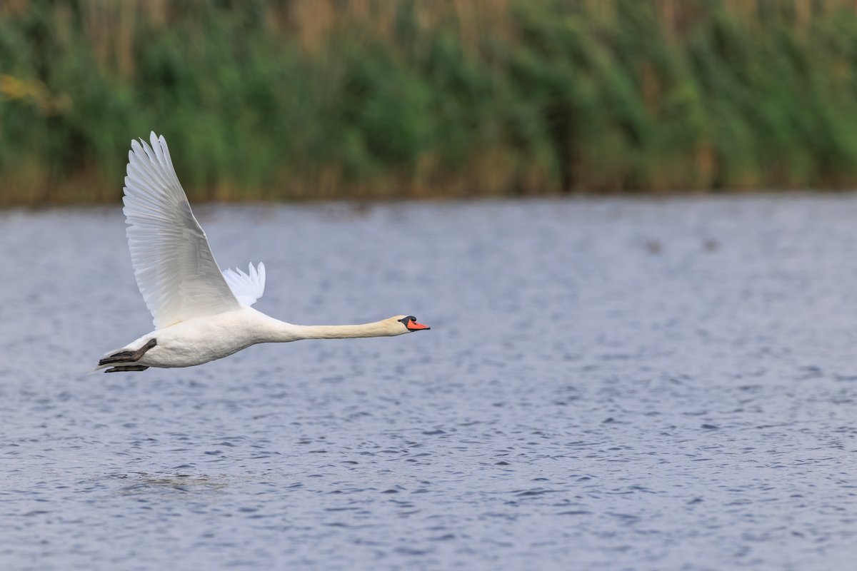 Mute Swan