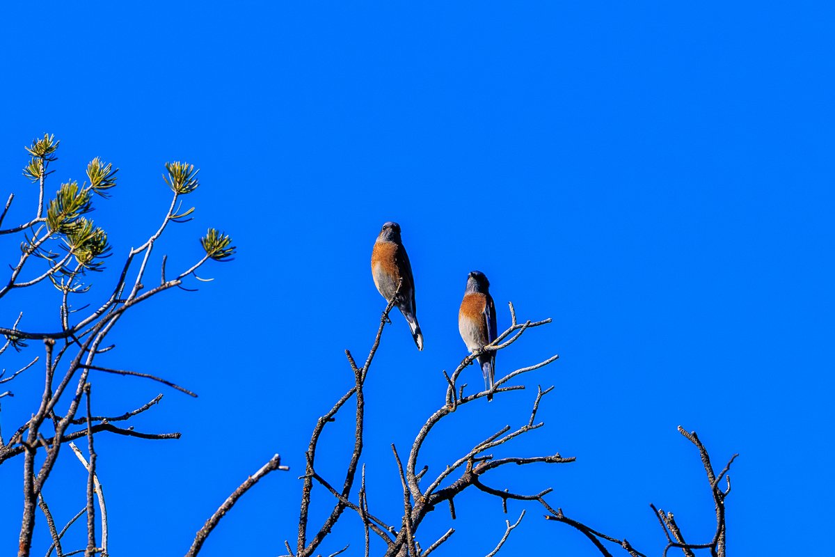 Western Bluebird