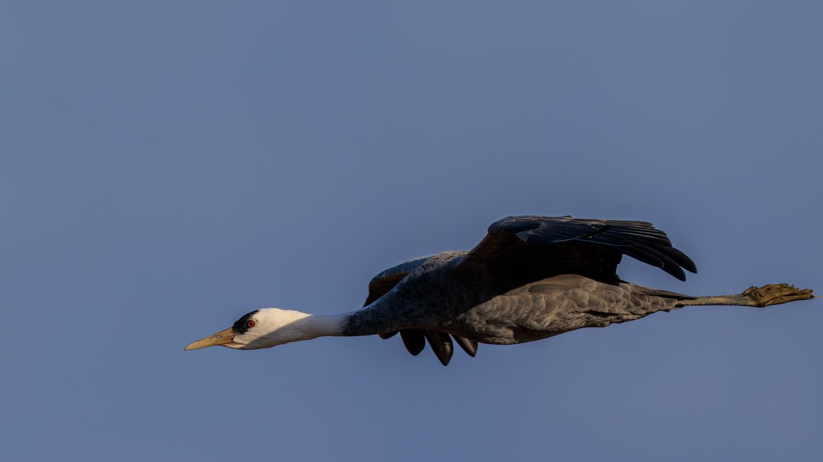White-naped Crane