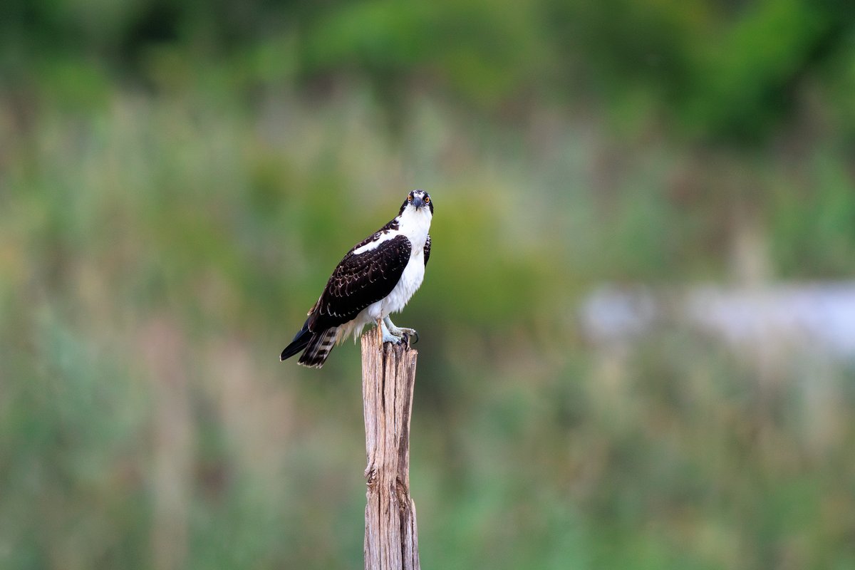 Osprey