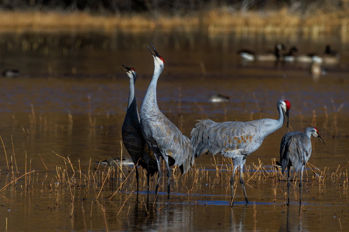 Sandhill Crane