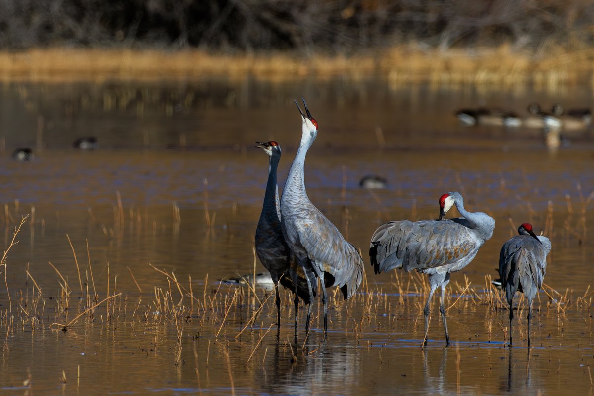 Sandhill Crane