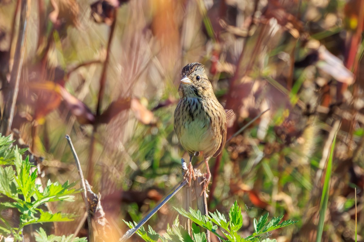 Lincoln's Sparrow