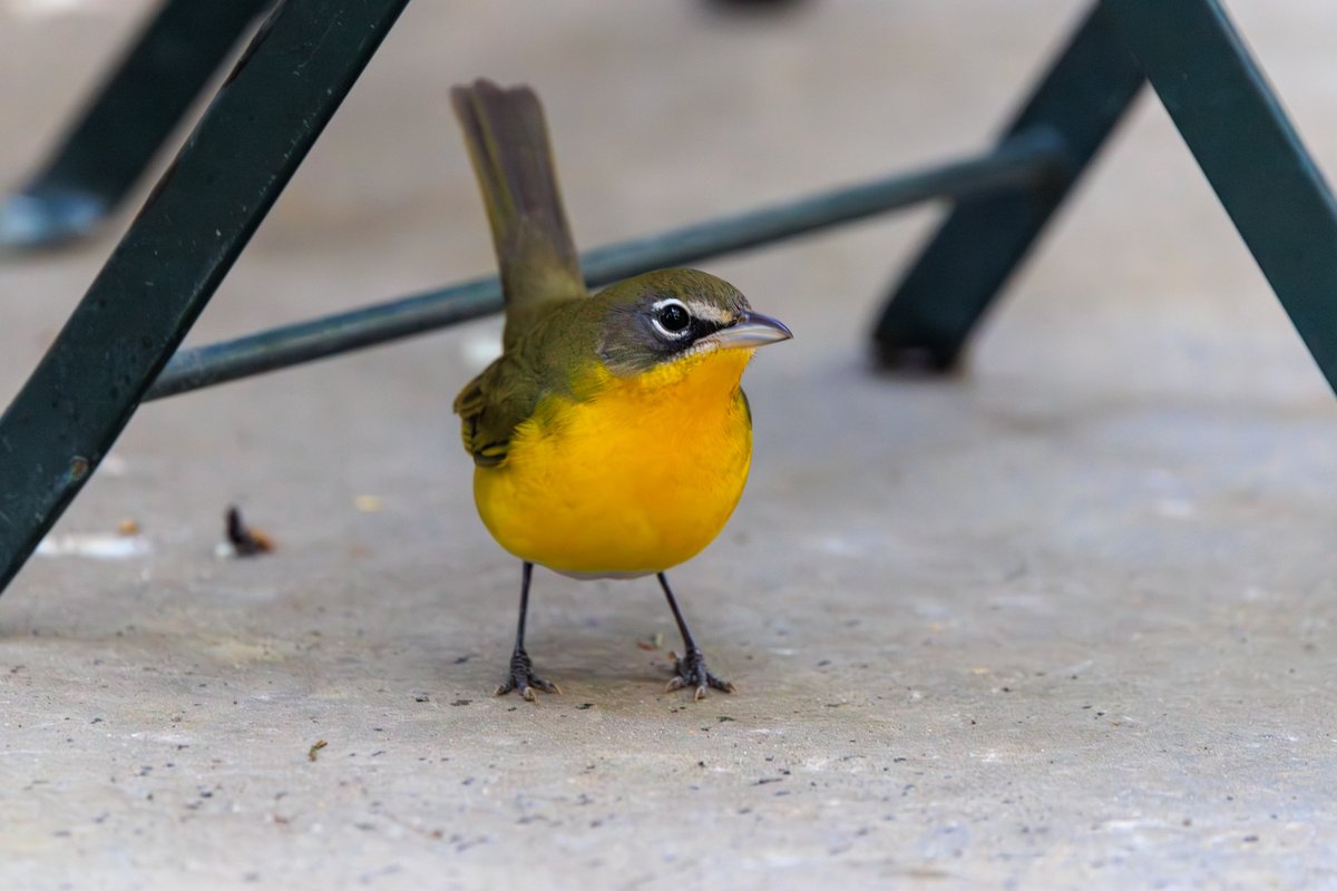 Yellow-breasted Chat