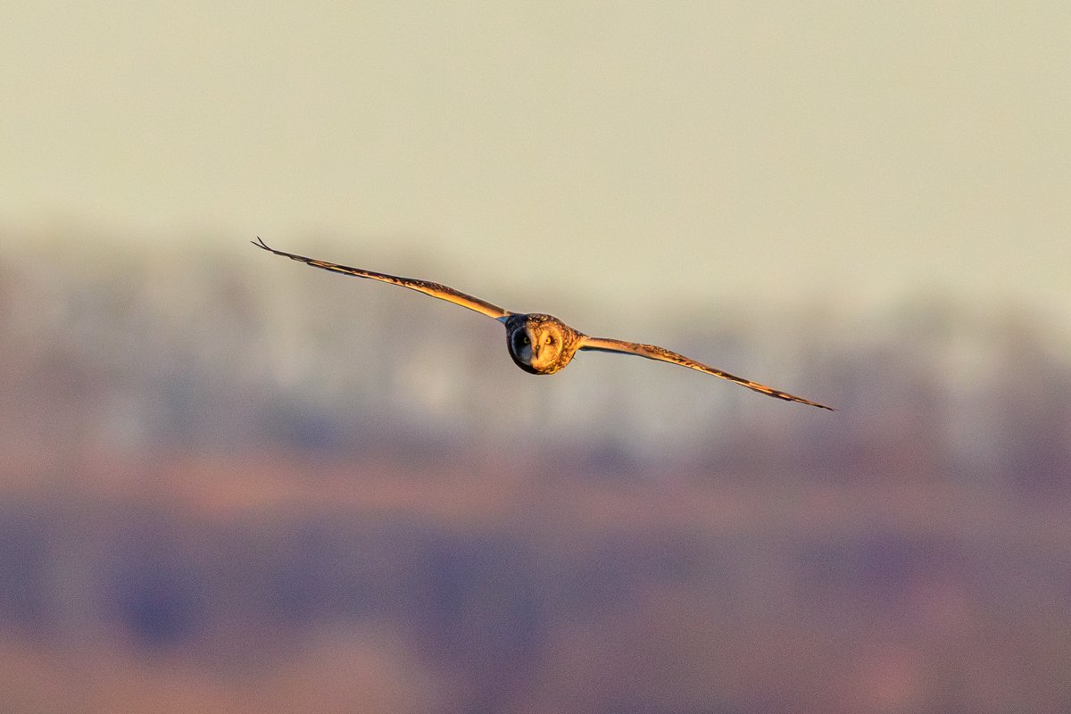 Short-eared Owl