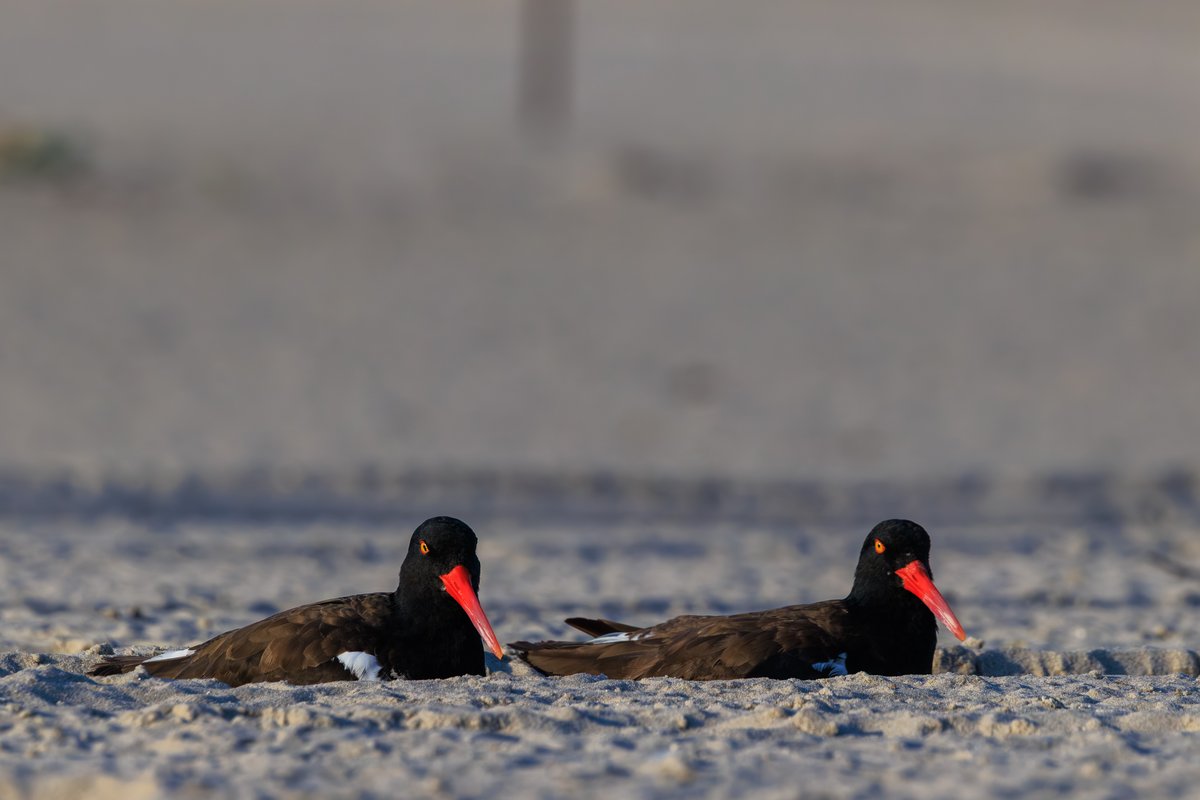 American Oystercatcher