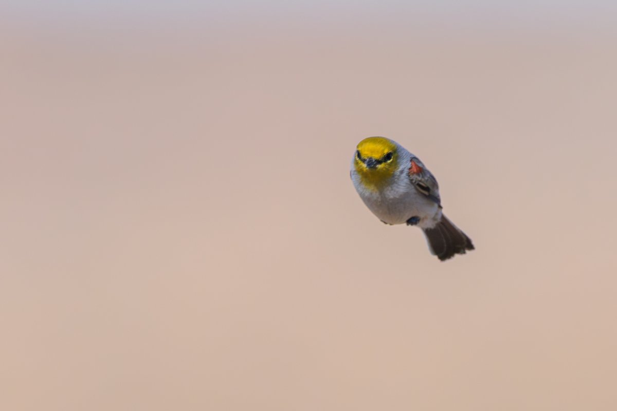 Verdin