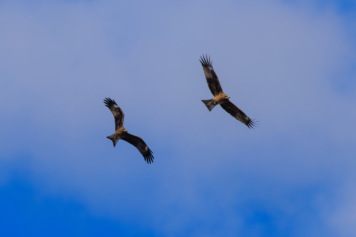 Black Kite
