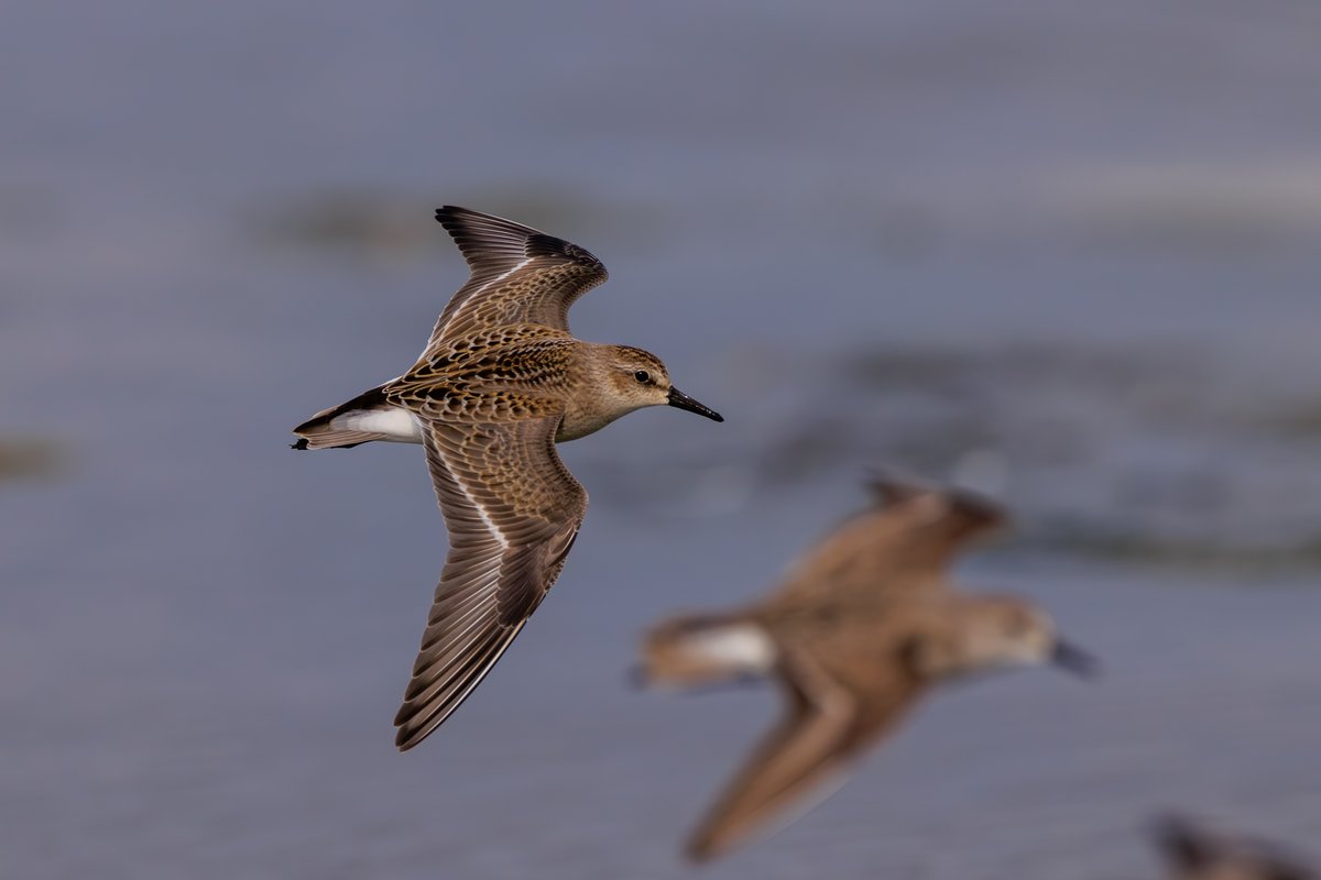 Least Sandpiper