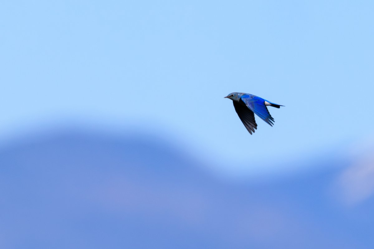 Mountain Bluebird