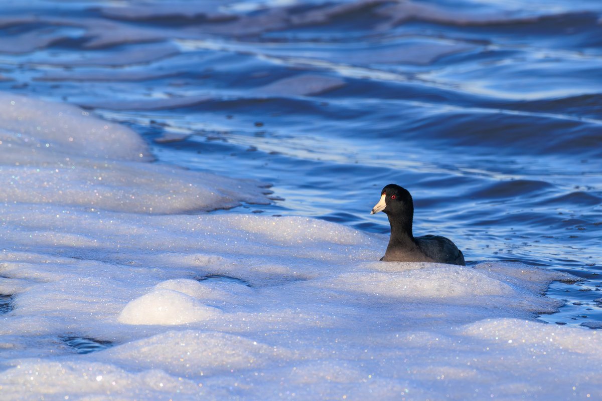 American Coot