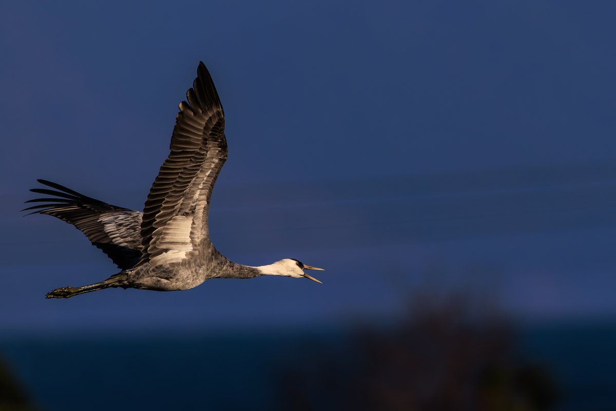 Hooded Crane