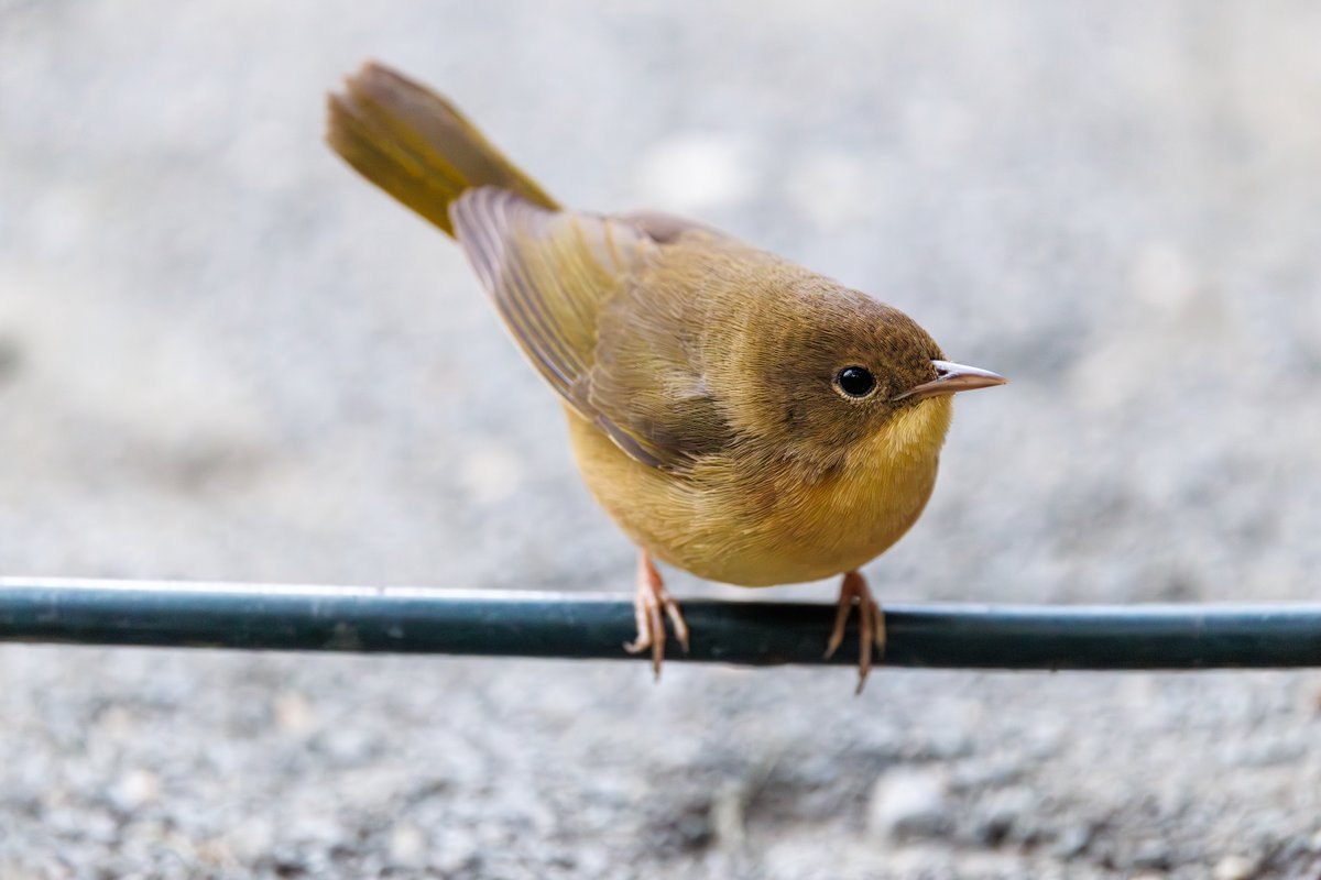 Common Yellowthroat