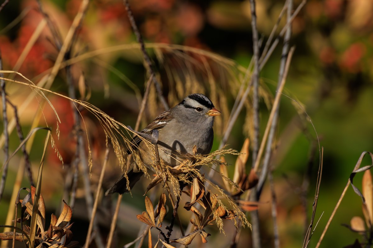 White-crowned Sparrow