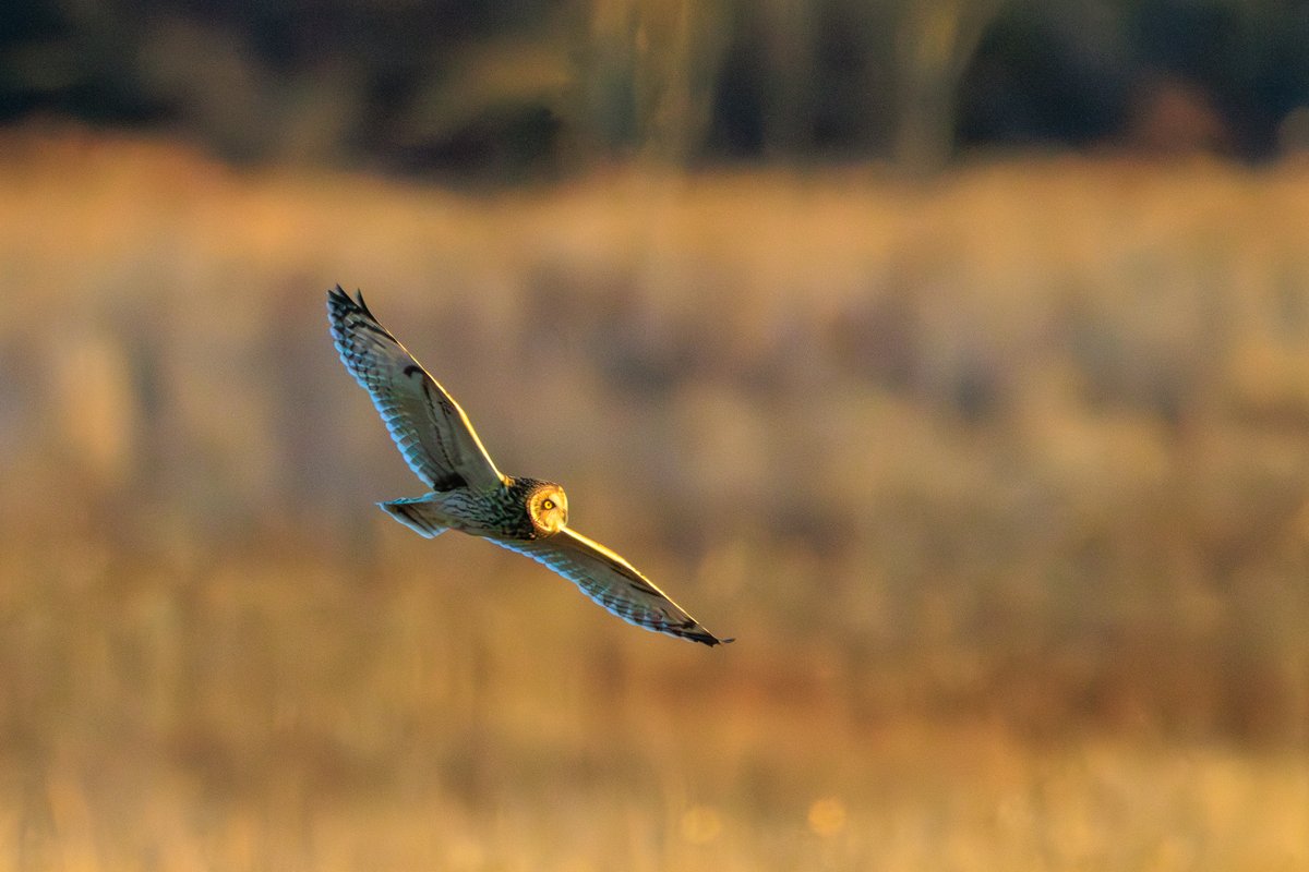 Short-eared Owl