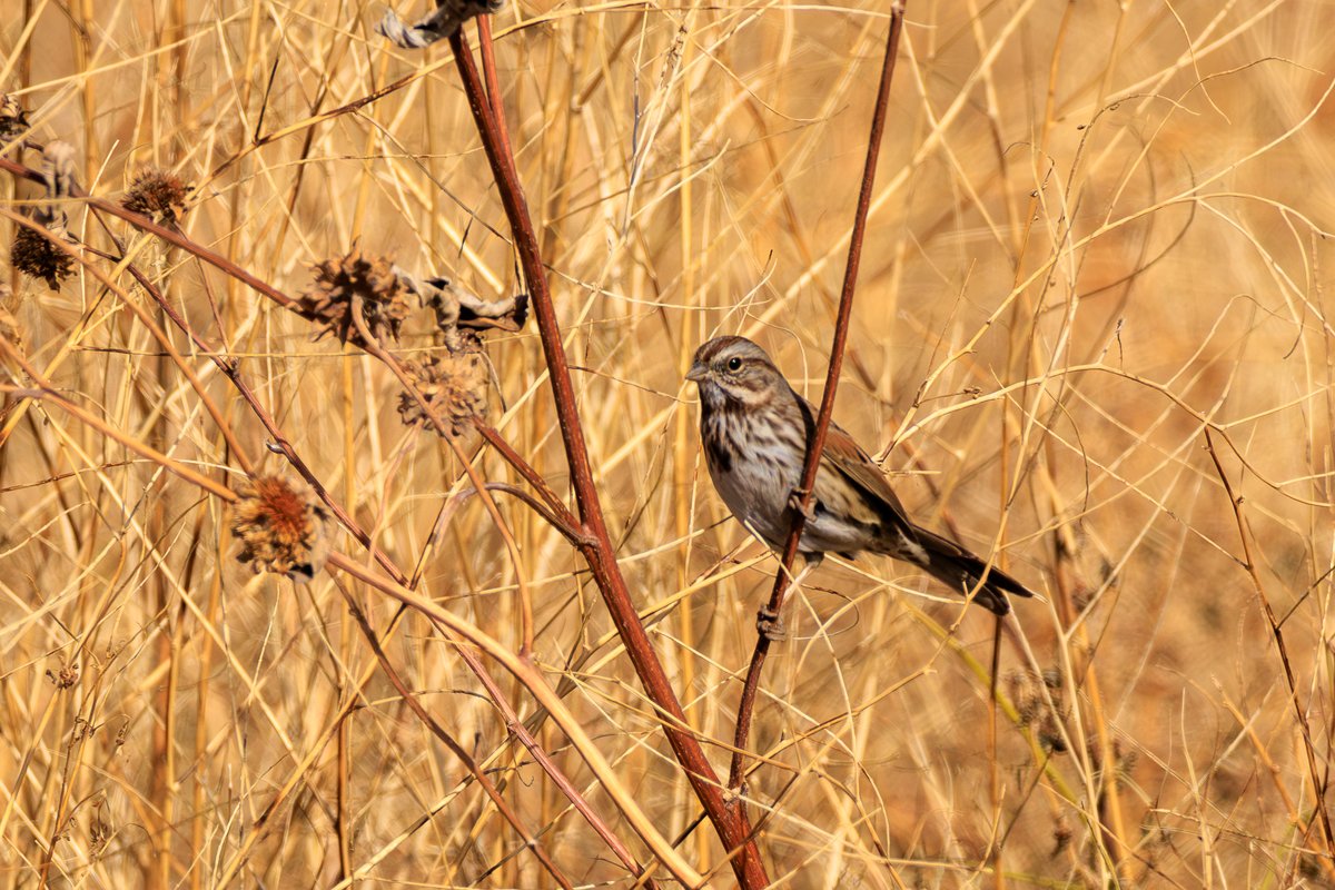Song Sparrow