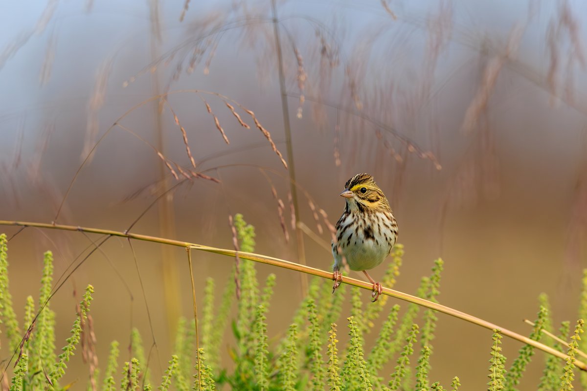 Savannah Sparrow
