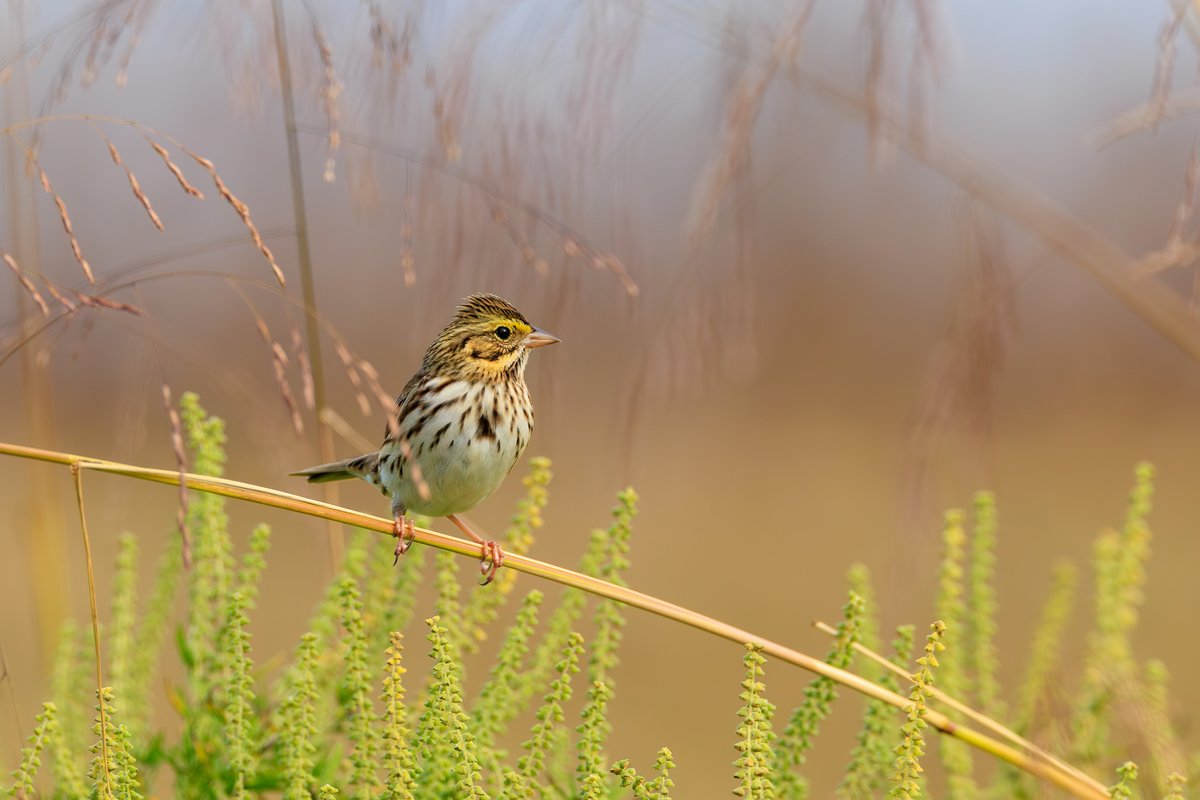 Savannah Sparrow
