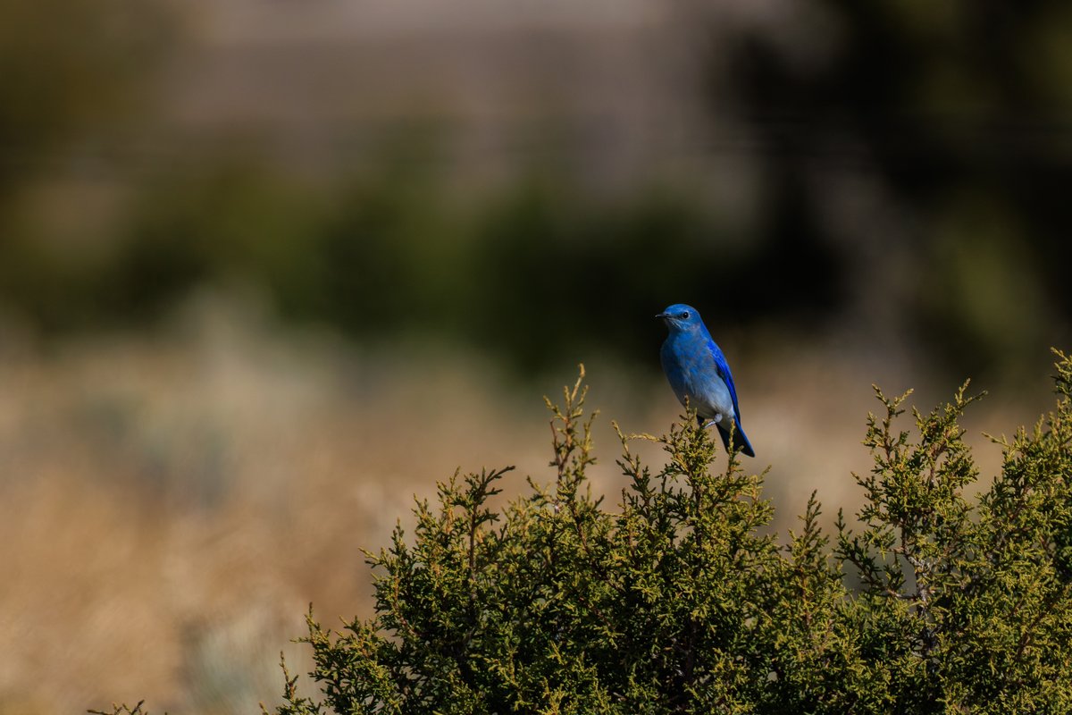 Mountain Bluebird