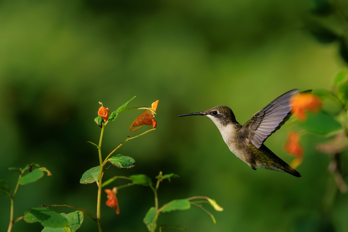 Ruby-throated Hummingbird