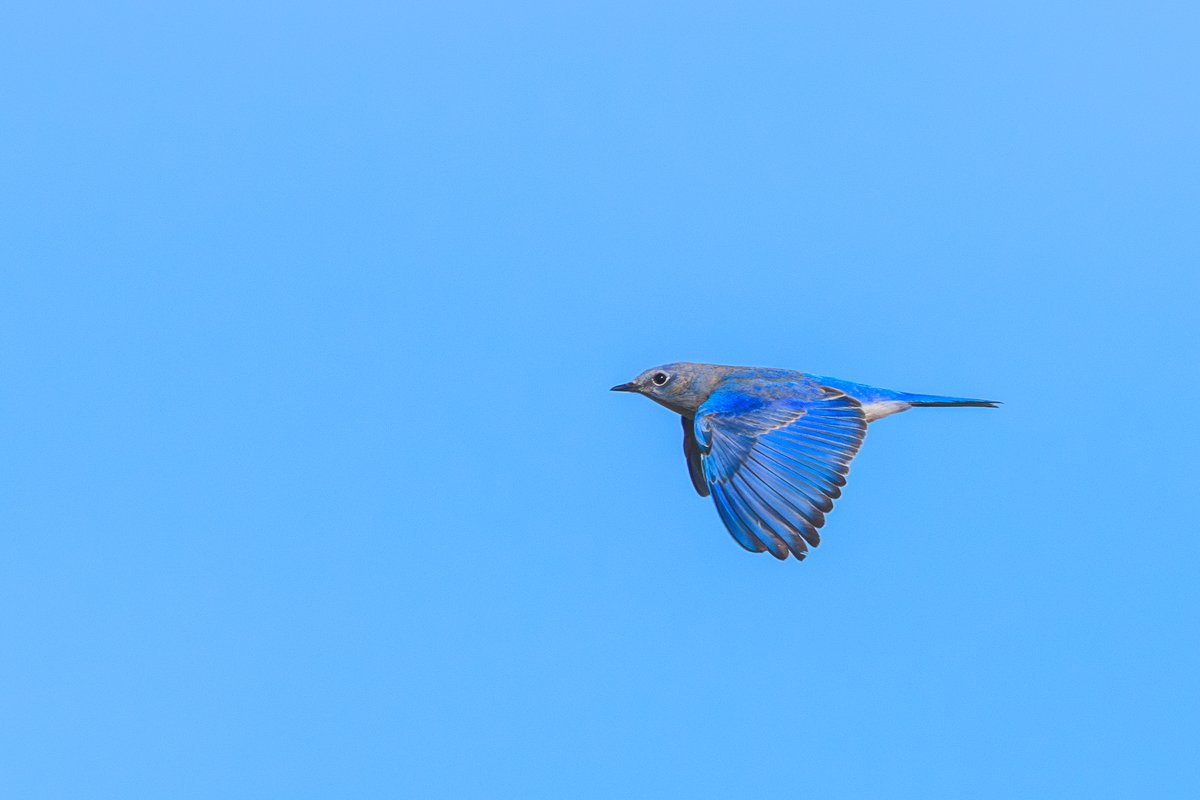 Mountain Bluebird