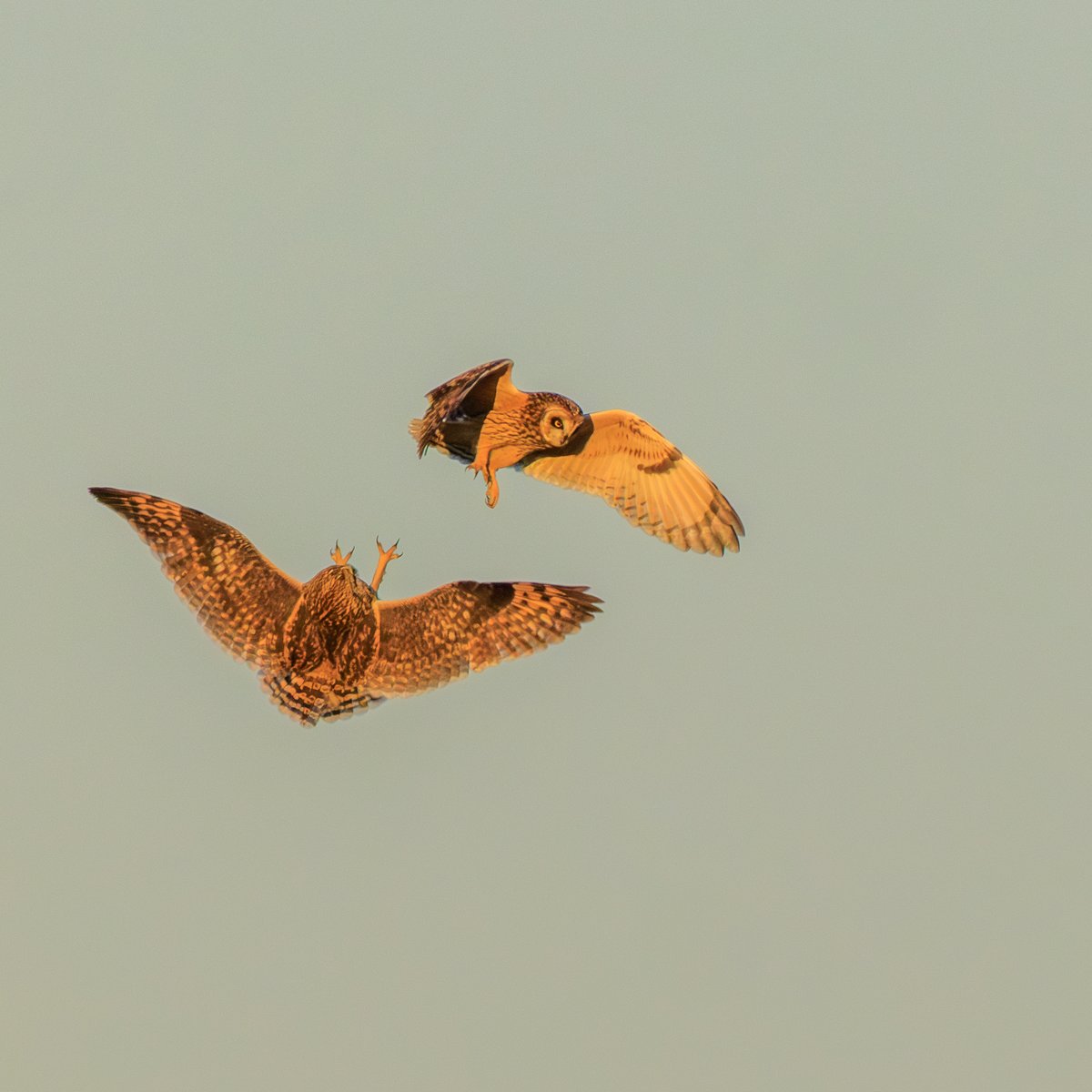 Short-eared Owl