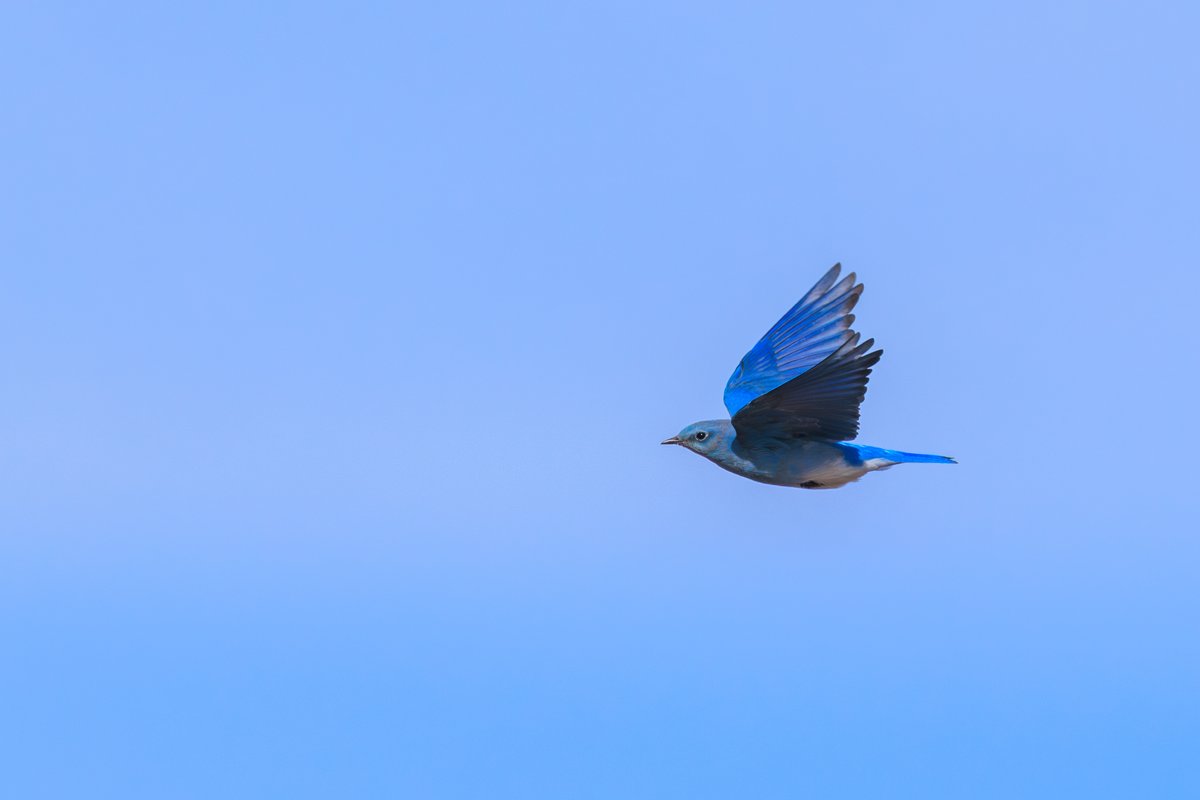 Mountain Bluebird