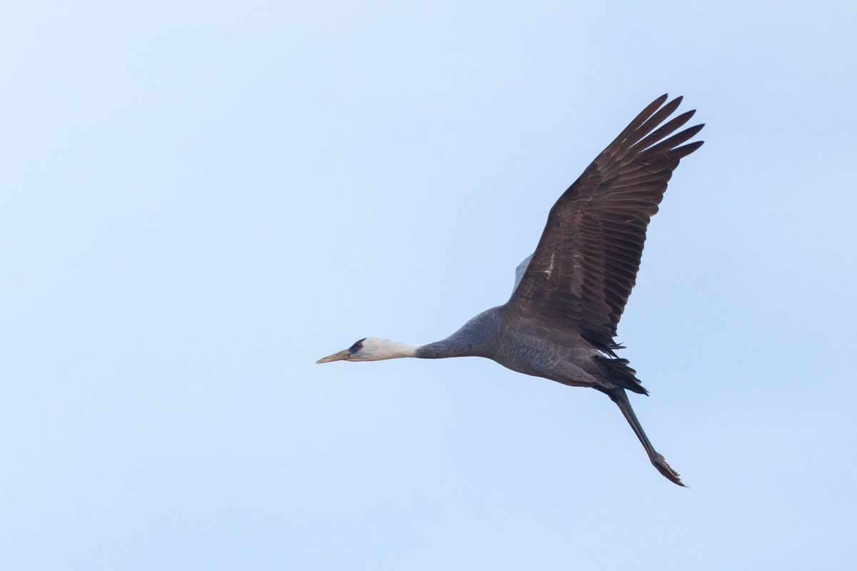 White-naped Crane